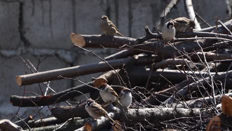 Flock-Of-House-Sparrow-Perching-On-The-Cut-Branches-Of-Tree