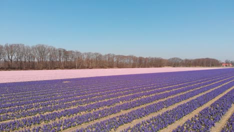 Fliegen-Sie-über-Niederländische-Blumenfelder-Mit-Wachsender-Hyacinthus-Orientalis-In-Den-Niederlanden