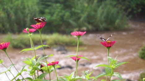 Zwei-Schmetterlinge-Auf-Rosa-Wildblumen-Neben-Einem-Fluss