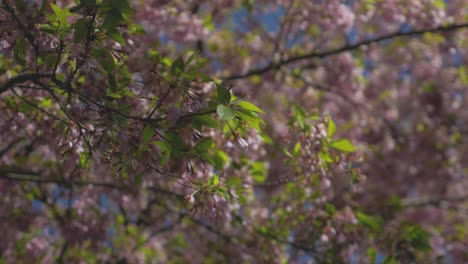 dense-foliage-of-pink-Cherry-blossom-tree-blowing-in-the-wind-during-a-beautiful-bright-blue-day-in-vancouver-bc-medium-tight-looking-up-pan-right-to-transition