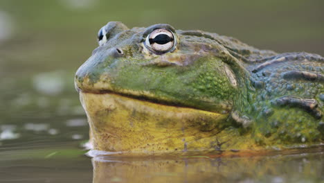 Macro-Of-African-Giant-Bullfrog-Resting-In-The-Water