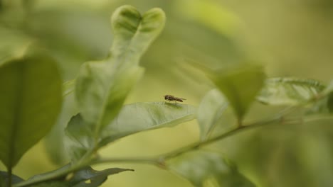 a-fly-resting-on-a-very-green-leaf