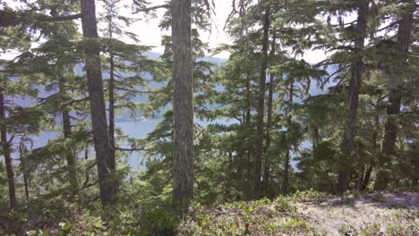 Excursionista-Masculino-Camina-A-Través-Del-Marco-En-Un-Bosque-Montañoso-De-La-Costa-Oeste---Thunder-Mountain,-Vancouver-Island,-BC,-Canadá