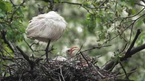 Young-Spoonbill-chick-playing-with-stick-in-nest-by-sleeping-parent---full-shot