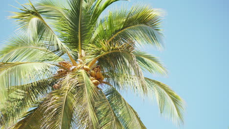 Wunderschöne-Riesige-Kokospalme-Mit-Kokosnüssen-Und-Blauem-Himmel-Im-Hintergrund