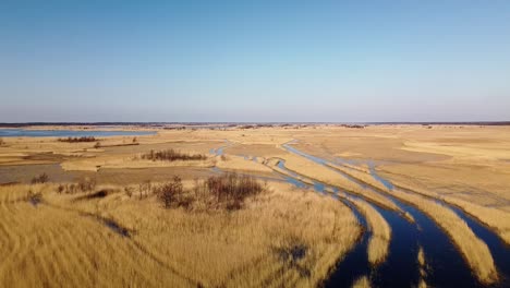 Aerial-view-of-the-lake-overgrown-with-brown-reeds,-lake-Pape-nature-park,-Rucava,-Latvia,-sunny-spring-day,-wide-angle-drone-shot-moving-forward