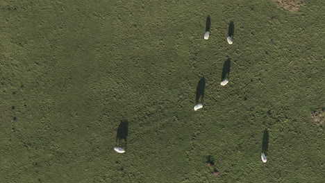 Top-down-view-of-sheep-with-long-morning-shadows-in-grassy-field