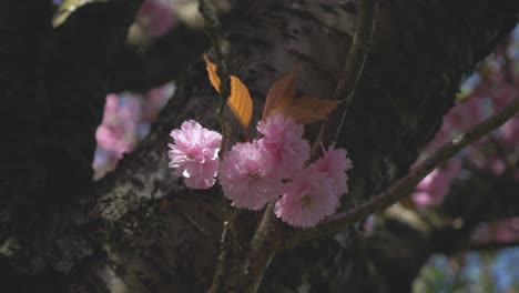 Kirschblüte-Sakura-Kirschbaum-Vancouver-Kirschblütenfest