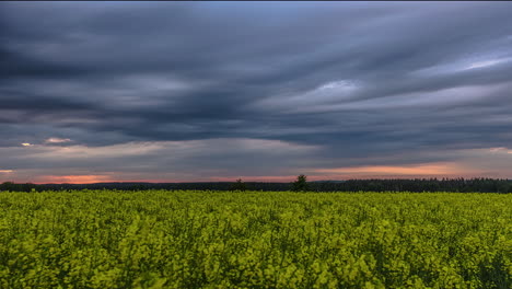 Moody-sky-with-streaking-clouds-time-lapse-over-yellow-rapeseed-field