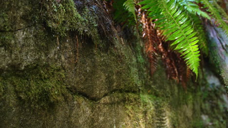 Close-up-and-slow-motion-of-water-dripping-from-plants-and-rocks-in-dense-forest