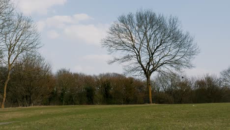 Baum-In-Der-Mitte-Des-Parks-Mit-Den-Frühlingsfarben