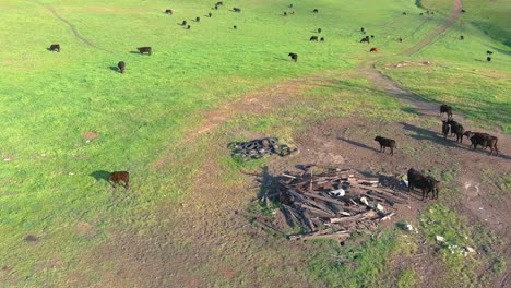 Cows-grazing-in-an-open-field-|-California-Coastline-|-Aerial-Flyby