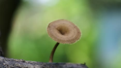 macro-mushroom-video-on-nature-background,-toadstools-hd-video