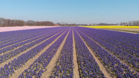 Colorful-Hyacinth-Flowers-Blooming-On-The-Field-In-Holland