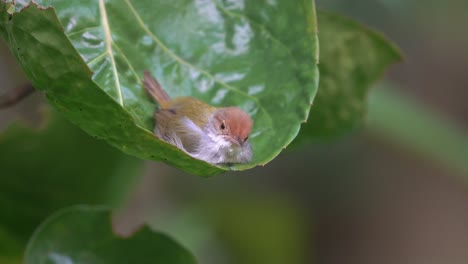 common-tailorbird-playing-water-on-green-leaves