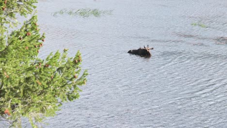 Lonely-Moose-Bull-Eating-Water-Plants-and-Cooling-in-River-on-Hot-Summer-Day,-Static-View-of-Wild-Animal-in-Natural-Habitat