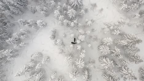 Hohe-Drohnenaufnahmen-Von-Zwei-Elchen-Im-Verschneiten-Wald