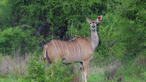 Hembra-Mayor-Kudu-En-Un-Paisaje-Verde-En-Khwai-En-Botswana,-Sur-De-África