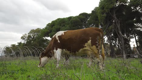 Vaca-Comiendo-Hierbas-En-Un-Día-Nublado-De-Winer