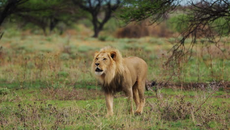 Big-Lion-Walking-On-The-Savannah-At-Daytime---wide-shot