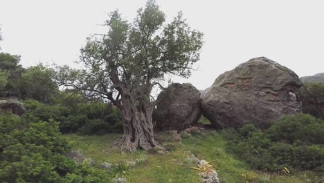 Olivenbaum-In-Der-Landschaft