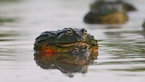 Pair-Of-African-Bullfrog-Mating-In-The-Pond-With-Diffuse-Reflection