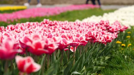 Feld-Mit-Farbenfrohen,-Hell-Blühenden-Tulpen,-Große-Gruppe-Mehrfarbiger-Blumen,-Natur,-Noch-Lebendiger-Hintergrund,-Der-Sich-Im-Wind-Bewegt