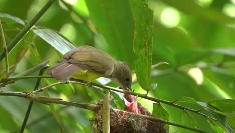 the-brown-cheeked-bulbul-is-feeding-its-cubs