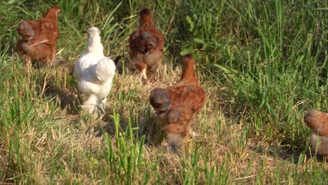 Baby-Chicks-Running-on-the-Farm