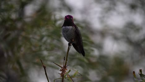 Hummingbird-close-up-as-the-bird-flies-away-in-Arizona