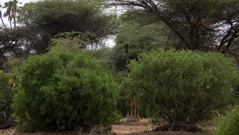 Giraffes-in-a-national-park-of-Kenya