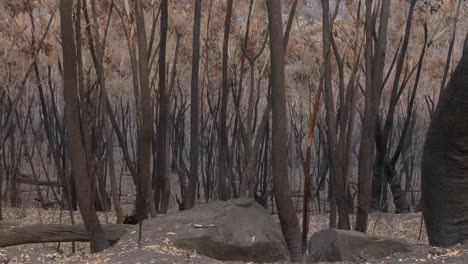Verbrannter-Australischer-Wald,-Verkohlter-Boden,-Geschwärzte-Bäume-Durch-Buschfeuer,-Statische-Aufladung