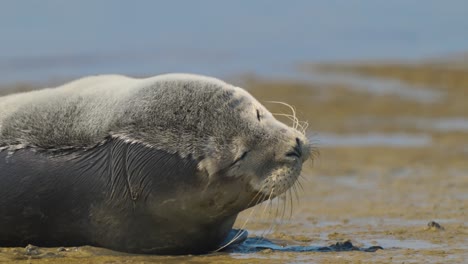 Funny-expressive-extreme-close-up-of-young-seal-on-the-sandy-beach
