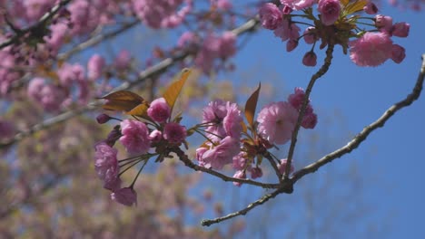 Rosafarbene-Kirschblütenzweige,-Die-An-Einem-Schönen,-Strahlend-Blauen-Tag-In-Vancouver,-BC,-Von-Einem-Baum-Herabhängen-Und-Im-Wind-Wehen.-Mitteldichter-Blick-Nach-Oben,-Stabilisierte-Umlaufbahn