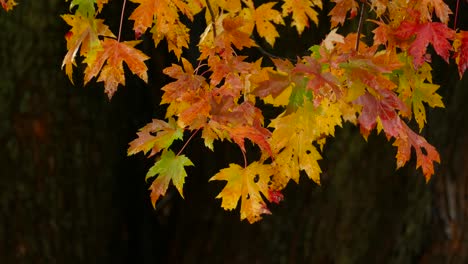 Raindrops-On-Maple-Tree-Leaves-During-Autumn-Season-In-Forest