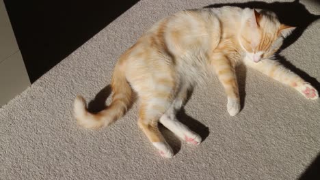 Flame-point-Siamese-Bengal-Male-Cat-Laying