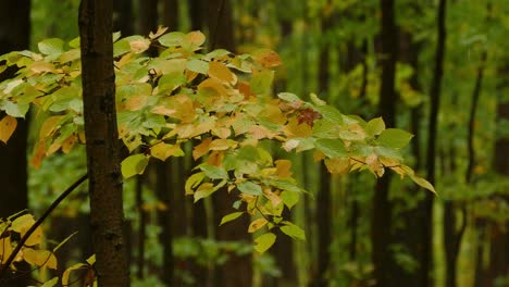 Regen-Fällt-Auf-Herbstblätter-Von-Bäumen-Im-Bergwald