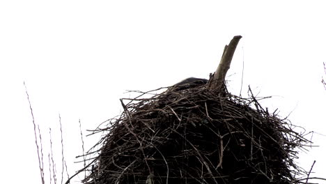 A-close-up-from-a-stork-flying-from-the-nest
