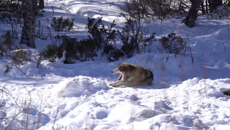 Lone-wolf-relaxing-and-yawning-in-the-snow---Wild-norwegian-grey-wolf-canis-lupus-out-in-nature---Static-tripod-telezoom