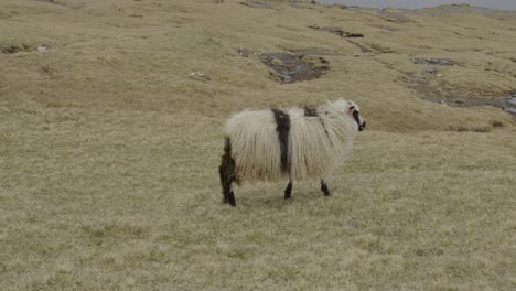 Medium-Slow-Motion-of-a-Faroese-Walking-Down-a-Hill