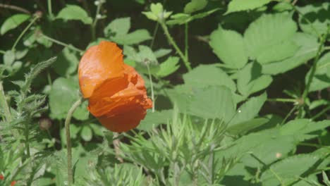 Biene-Schaut-Sich-Die-Wilde-Orangefarbene-Mohnblume-An,-Naturhintergrund