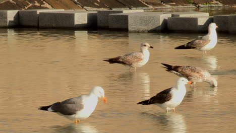 Seagulls,-drinking-stagnant-water-at-the-end-of-the-day