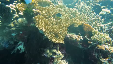Tauchen-Mit-Wunderschönen-Gelben-Und-Weißen-Tropischen-Meeresfischen-Und-Blauen-Riffbarschen,-Die-über-Einem-Atemberaubenden-Korallenriff-In-Timor-Leste,-Südostasien,-Schwimmen