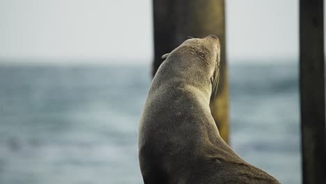 Portrait-of-lazy-seal,-sitting-and-relaxing-on-the-seashore