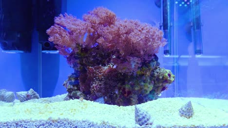 Zoomaufnahme-Einer-Wunderschönen-Großen-Violetten-Seeanemone-Auf-Einem-Felsen,-Die-Im-Wasser-Des-Meeresaquariums-Hin-Und-Her-Weht
