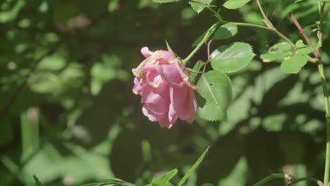 Single-Pink-Rose-Head-Hanging-Heavily-In-The-Garden-In-Late-Summer