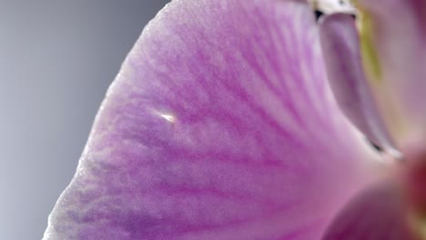 Pétalo-De-Flor-De-Orquídea-Phalaenopsis-Rosa-Con-Venas,-Vista-De-Detalle-Macro