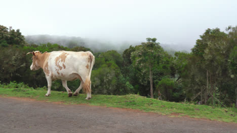 Blond-spotted-cow-slowly-walking-along-the-road