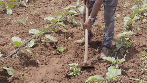 Farmer-ploughing-the-soil-for-growing-radish-and-working-with-spade-manually