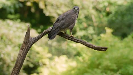 Gray-Common-Buzzard-perching-on-bare-tree-branch-looking-at-camera---slow-motion